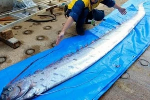 Cá mái chèo xuất hiện, dân Nhật lo có động đất, sóng thần lớn