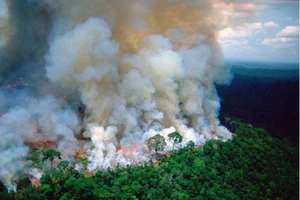 Rừng Amazon chờ cứu, TT Brazil quyết chờ TT Pháp xin lỗi