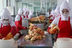 Công nhân làm việc tại nhà máy kim chi Ryugyong ở Bình Nhưỡng ngày 24-4. Ảnh: AP