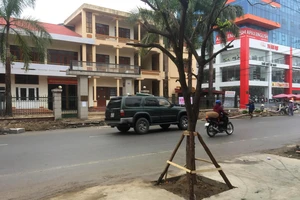 Tạm di dời cây xanh mới trồng dưới lòng đường