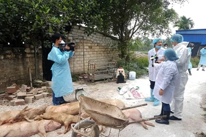 Hải Phòng kiểm soát, tiêu hủy đàn lợn bị dịch tả châu Phi