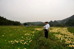 Làm thất thoát tiền bồi thường, lãnh đạo huyện bị kỷ luật