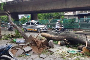 Bão số 2: Nhiều cây xanh gãy cành, bật gốc ở Hải Phòng