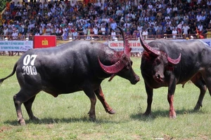 Chen lấn, xô đẩy vào xem lễ hội chọi trâu Đồ Sơn 2019