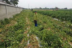 Hải Phòng: Ruộng ớt 1 nông dân chống tiêu cực bị phá tanh bành