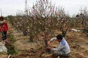 Đào tết bung nở sớm, người làng hoa khóc ròng