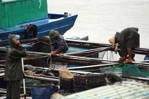 Hải Phòng đưa tàu thuyền vào nơi an toàn tránh bão số 7