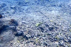 San hô ở vịnh Nha Trang đang bị ‘tẩy trắng’