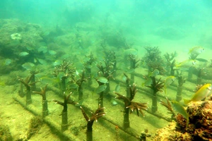 Đề xuất thu phí danh lam thắng cảnh vịnh Nha Trang