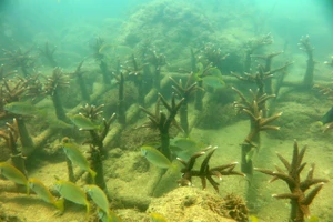 Khánh Hòa giao 16 nhiệm vụ để phục hồi vịnh Nha Trang