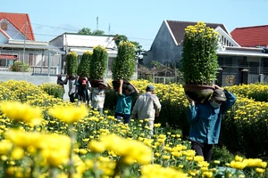 'Thủ phủ' hoa cúc ở Khánh Hòa nhộn nhịp bán Tết