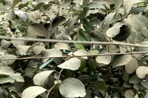 Đề nghị Công ty CP cao tốc Cam Lâm - Vĩnh Hảo hỗ trợ cho người trồng táo