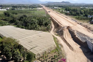 Yêu cầu nhà thầu thi công cao tốc hỗ trợ người trồng táo Ninh Thuận bị thiệt hại