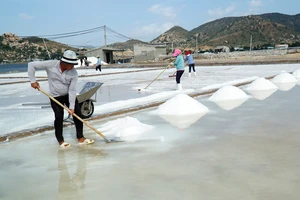 Giá muối cao kỷ lục, diêm dân Ninh Thuận trúng lớn
