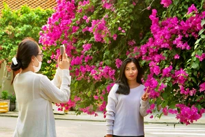 Rực rỡ những con đường hoa giấy phố biển Nha Trang