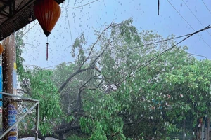 Cây đổ, nhà tốc mái sau trận mưa lớn ở Ninh Thuận