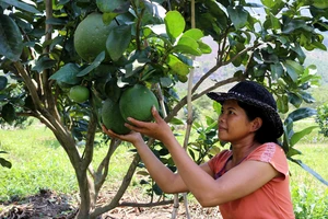 Bưởi da xanh Phước Bình đủ điều kiện xuất khẩu sang Mỹ