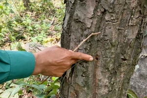 Điều tra vụ hơn 200 cây rừng tự nhiên bị hạ độc ở Ninh Thuận