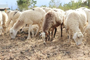 Ninh Thuận: 1.000 con cừu diễu phố cho du khách ngắm