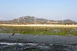 Mùa rong biển ở Ninh Thuận: Ngư dân chờ thủy triều hạ để thu 'lộc biển' 