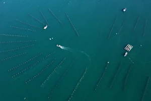 Ninh Thuận phát triển vùng chuyên canh nuôi tôm hùm