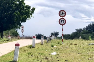 Vùng trồng mía ở Ninh Thuận 'bí lối ra'