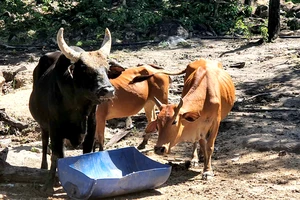 Số phận nào cho đàn bò tót lai Phước Bình quý hiếm?