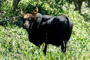 Hiện trạng đàn bò tót lai ở Phước Bình ra sao?