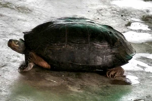 Con rùa đầu đen quý hiếm nặng 5 kg bò vào rẫy người dân sau đợt lũ ở Khánh Hòa