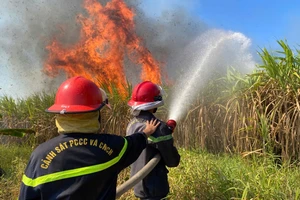 Công ty đường thu mua toàn bộ 40 ha mía bị cháy cho nông dân Khánh Hòa