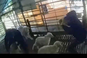 Camera ghi cảnh nhóm thanh niên xông vào chuồng bắt trộm 3 con cừu