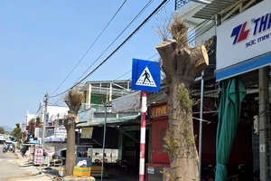 Khánh Hòa: Tỉa nhánh 'quá tay' khiến hàng cây xanh đẹp bị cắt trụi 