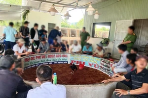 Quy đổi tiền thành lon nước ngọt để cá cược đá gà chọi