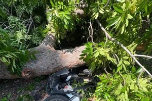 Nhánh cây lớn bất ngờ gãy đè người đi xe máy tại Khánh Hòa