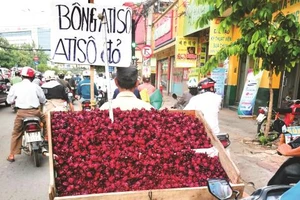 "Thần dược' atiso đỏ có trị được bách bệnh?