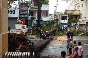 Thanh niên bị cây cổ thụ đè đã tử vong