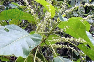 Bé 4 tuổi suýt mất mạng vì mẹ cho uống lá cây trị táo bón