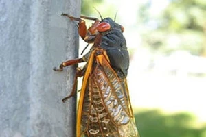 Nhập viện sau chầu nhậu... ve sầu