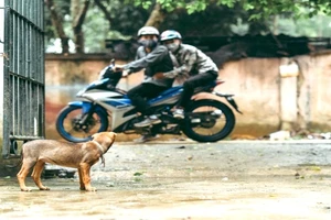 Lý do giảm 2/3 hình phạt cho 1 người trộm chó tại Củ Chi