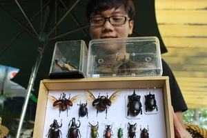 Thú chơi bọ cánh cứng khó cưỡng của giới trẻ