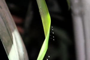 Xôn xao hoa '3.000 năm mới nở 1 lần' ở Long An