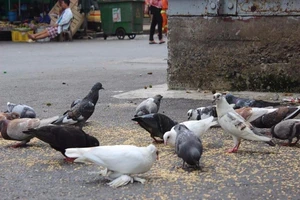 Đàn chim bồ câu và chim sẻ đặc biệt ở chợ Hòa Bình