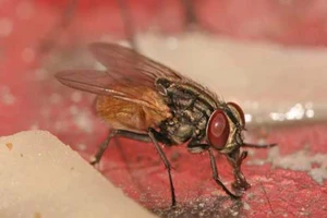 Bé 4 tháng tuổi suýt điếc vì bị giòi làm tổ trong tai