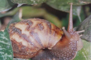 Viêm màng não vì bạn nhậu thách đố nuốt ốc sên sống