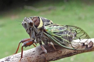 Thanh niên suýt chết chỉ vì ăn ‘đặc sản’ ve sầu 