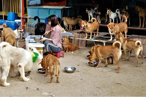 Cô gái cưu mang hơn 70 chú chó bất hạnh 
