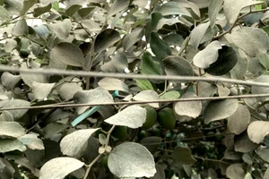 Người trồng táo Ninh Thuận mất mùa vì bụi do thi công cao tốc