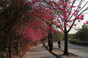  'Chụp là có ngay ảnh đẹp' tại cung đường hoa giấy làng Đại học 