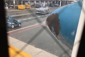 Hàng ngàn con ong bu kín đầu máy bay Vietnam Airlines sau cơn mưa