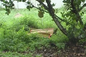 Thanh niên bị đâm tử vong trong vườn mít